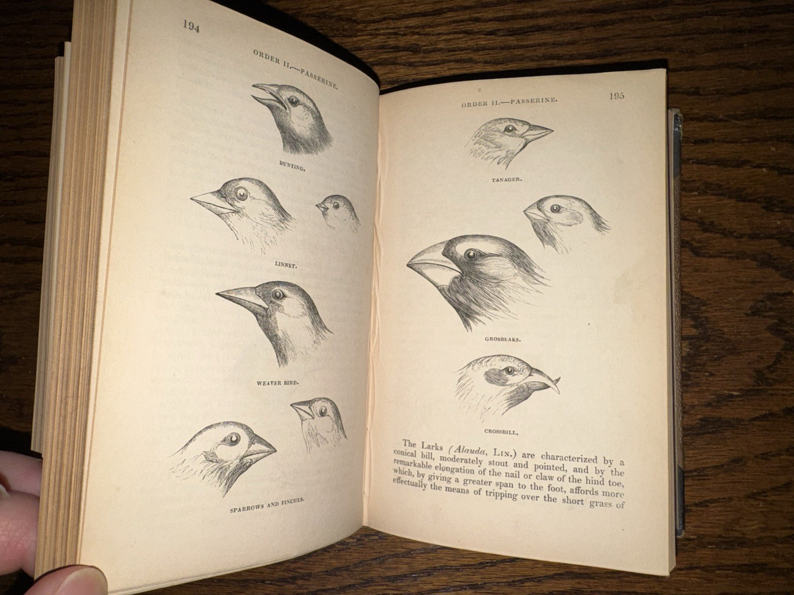 c1835, An introduction To The Study Of Birds, Illustrated, Religious Tract, RARE