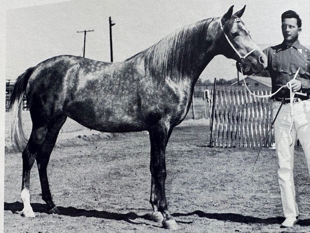 Arabian Horse Yearbook 1960 IAHA Vol Vlll Arabian Horse Books / Memorabilia