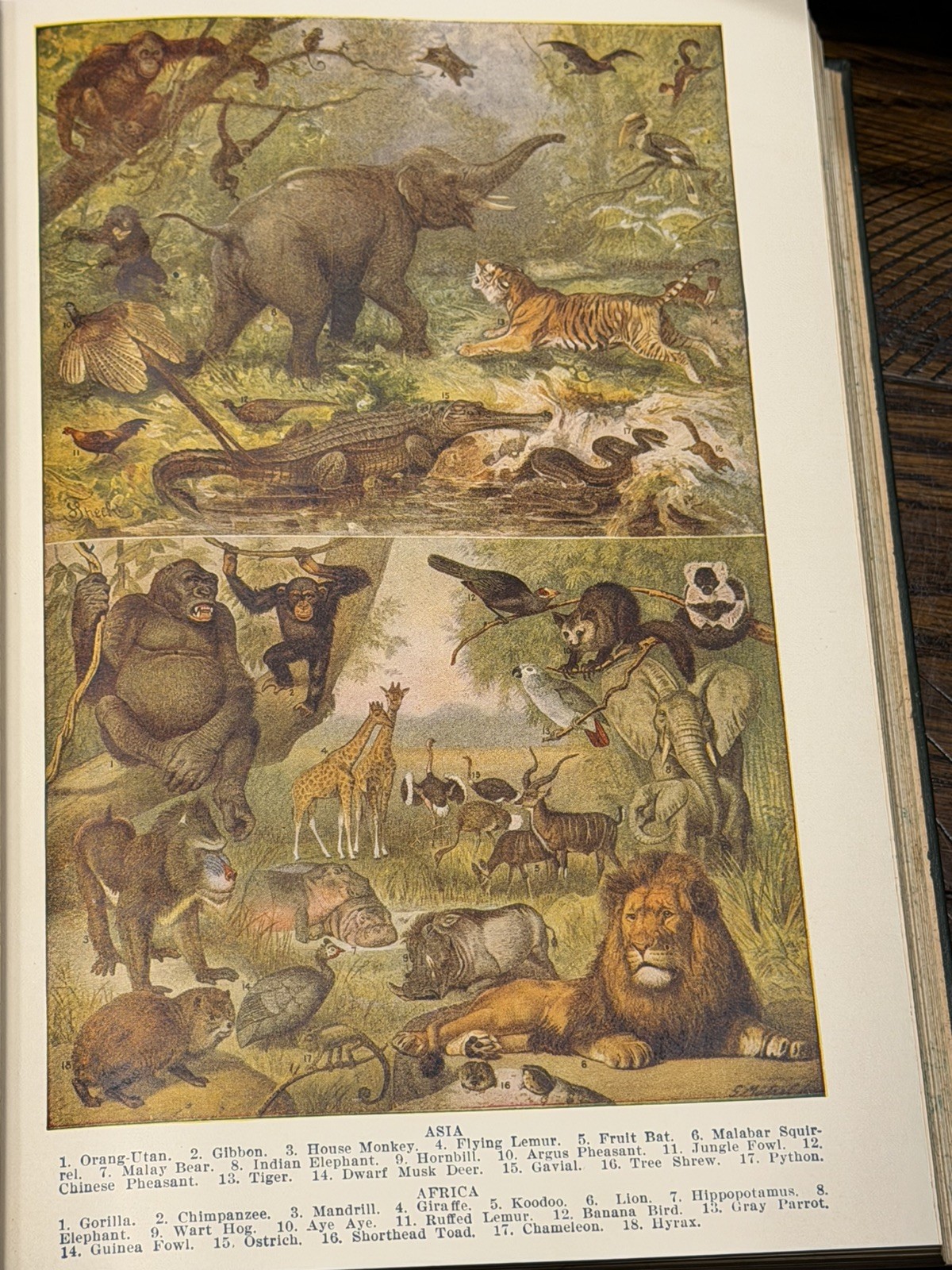 1927 Standard Ref Work Encyclopedia Complete 11 Vol Set Illustrated Home School