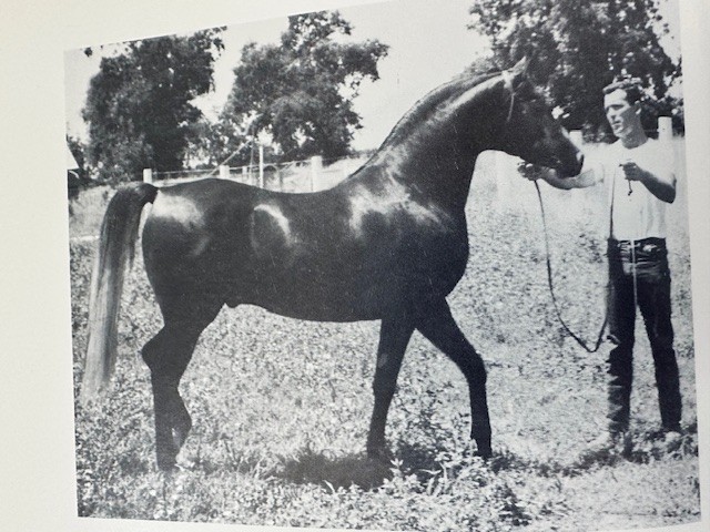 Arabian Horse Yearbook 1962 IAHA Vol X Arabian Horse Books / Memorabilia