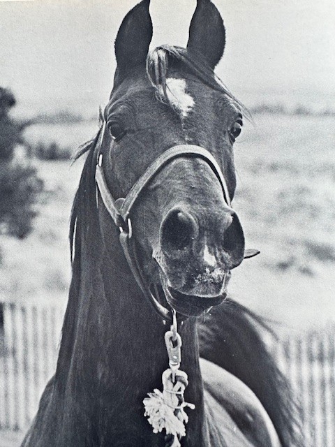 Arabian Horse Yearbook 1960 IAHA Vol Vlll Arabian Horse Books / Memorabilia