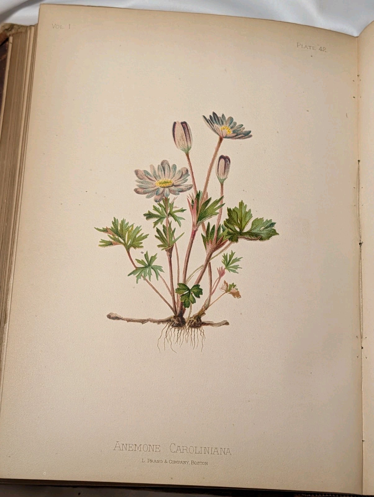 Antique Native Flowers and Ferns by Thomas Meehan 1878 Vol 1, Chromolithographs