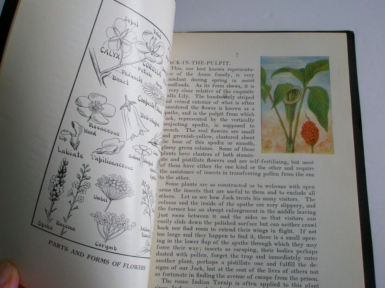 Wild Flowers of New York 1912 Chester Reed Mohonk Lake NY Illustrated w/box