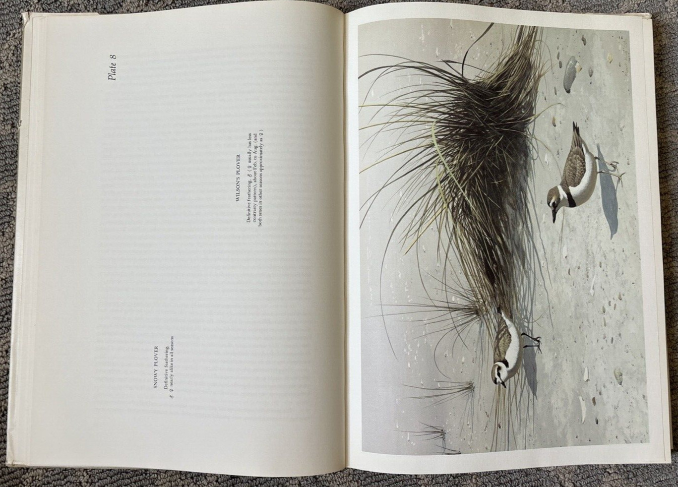 The Shorebirds of North America Signed Gardner Stout 1967 HC/DJ