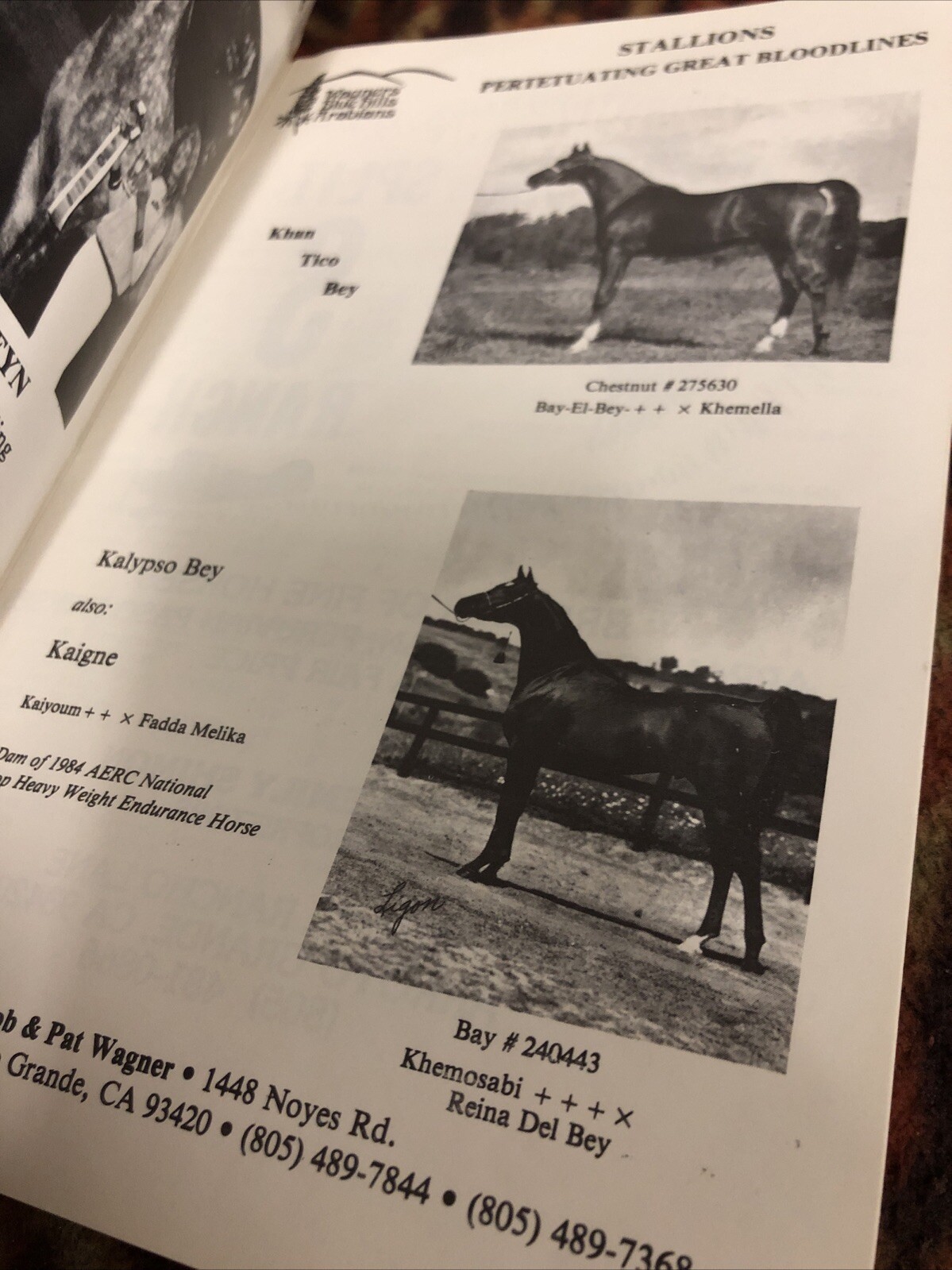 Arabian Horse Association 1985 Membership Directory Vintage Central Coast Of CA