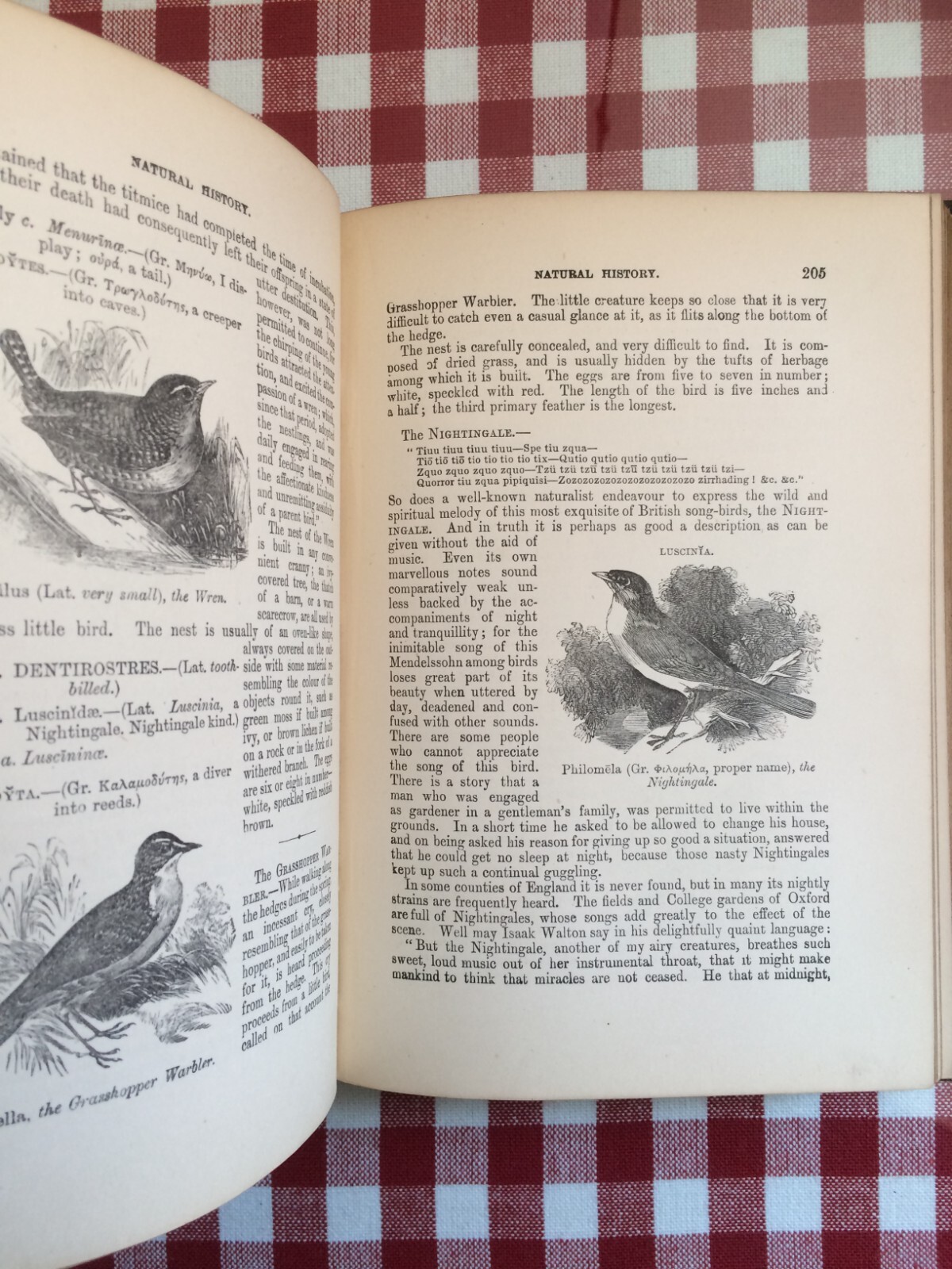 Woods Illustrated Natural History by Rev. J. G. Wood with 480 pics by W. Harvey