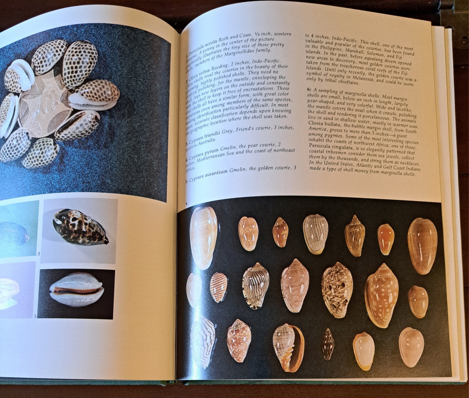 Shells: Treasures from the Sea By James A. Cox, Hardcover