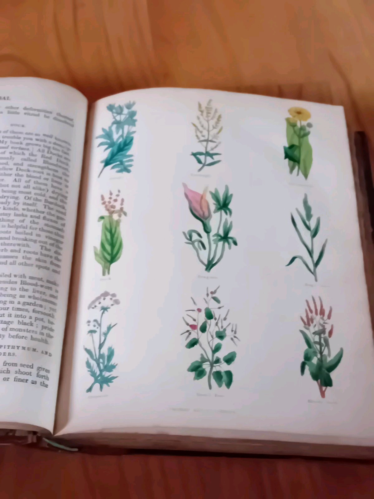 Nicholas Culpeper Complete Herbal Pub 1850 Thomas Kelly Colour Illus Leather HB