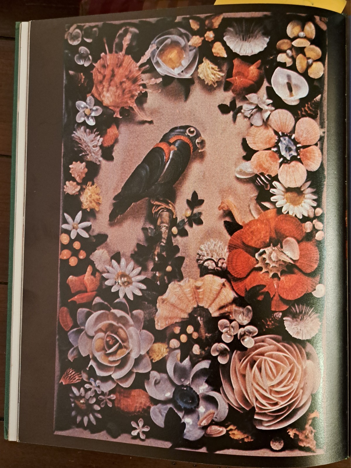 Shells: Treasures from the Sea By James A. Cox, Hardcover