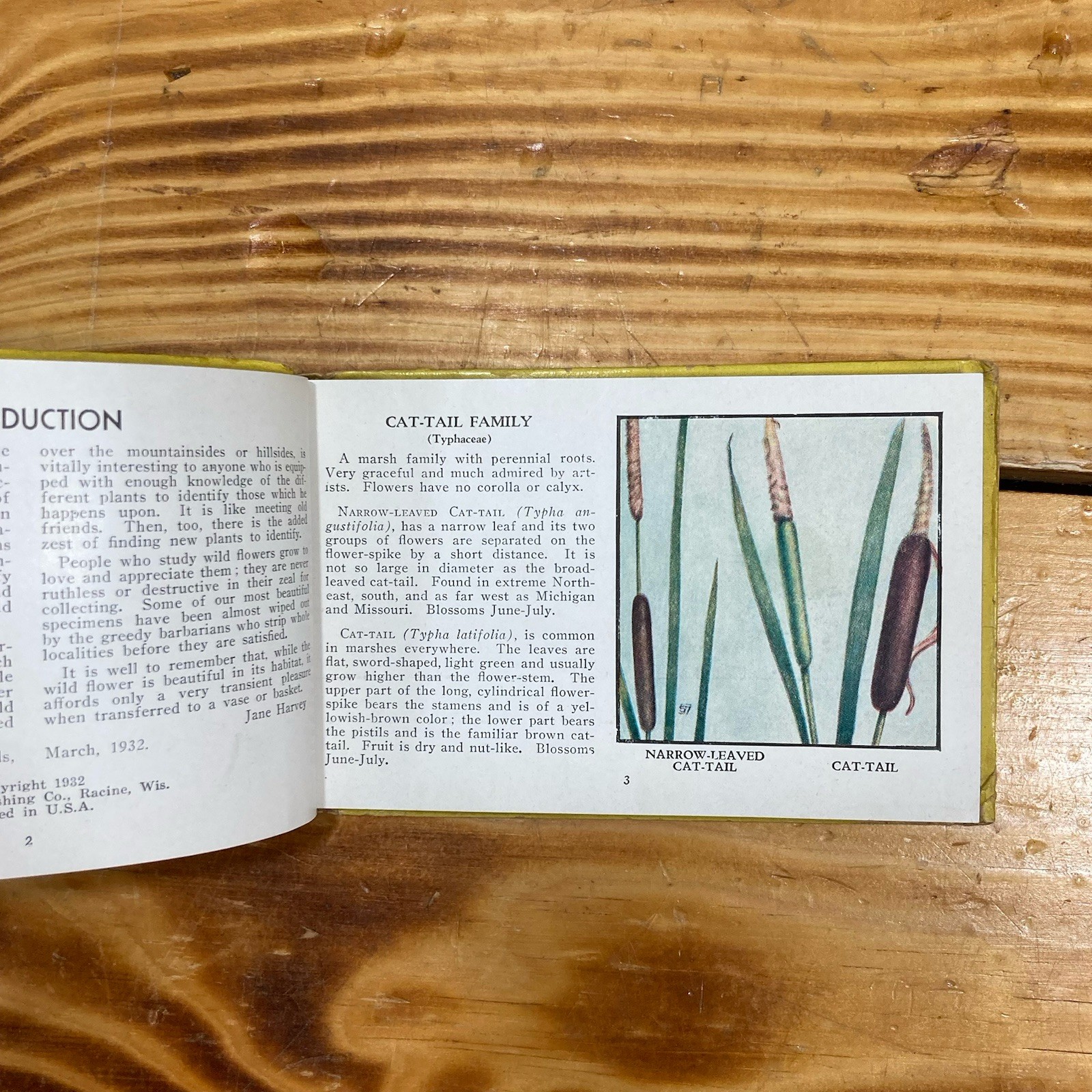 Vintage 1932 Whitman Pocket Book Field Guide Wild Flowers of America Jane Harvey