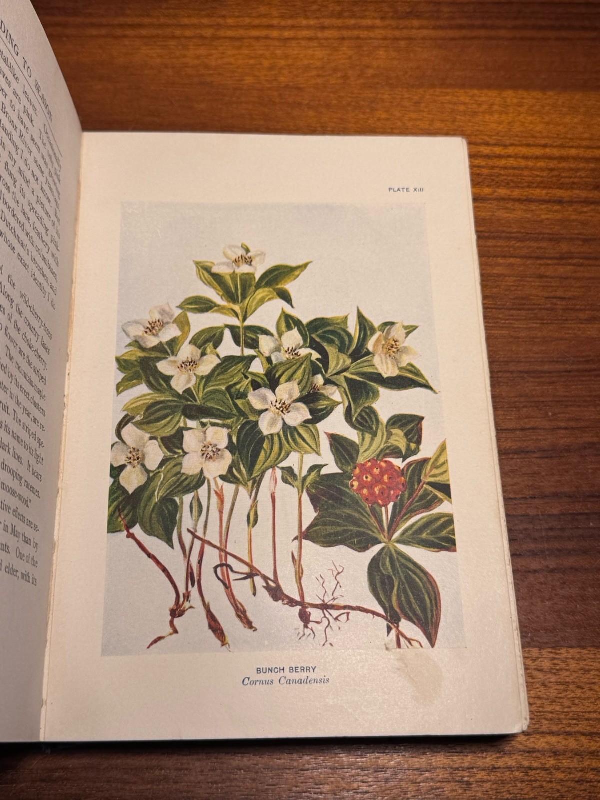 According to Season by Frances Theodora Parsons Antique Flower Book 1902 Plants