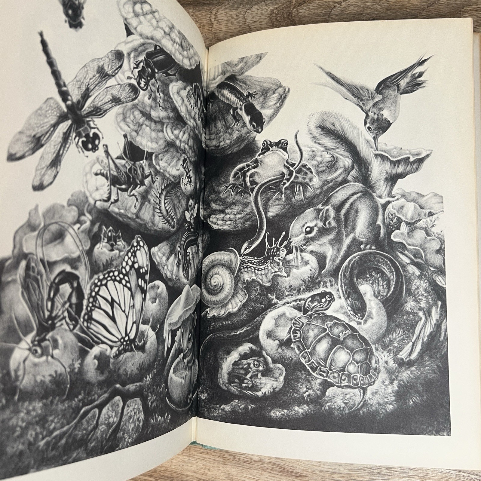 Kate Seredy The Tenement Tree 1959 Viking Press Illustrated Hardcover DJ