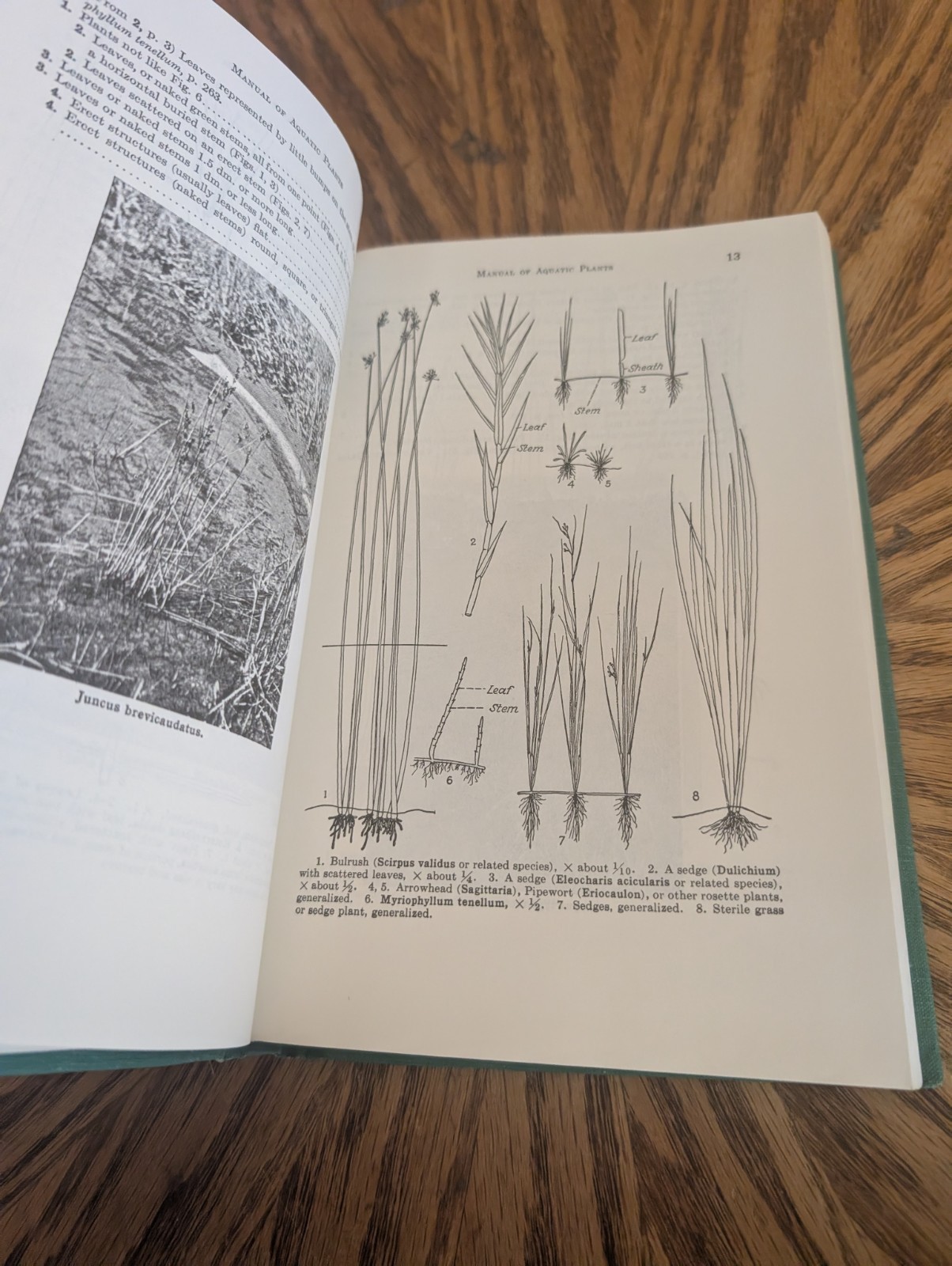 A Manual of Aquatic Plants; Norman C Fassett 1985; University Of Wisconsin Press