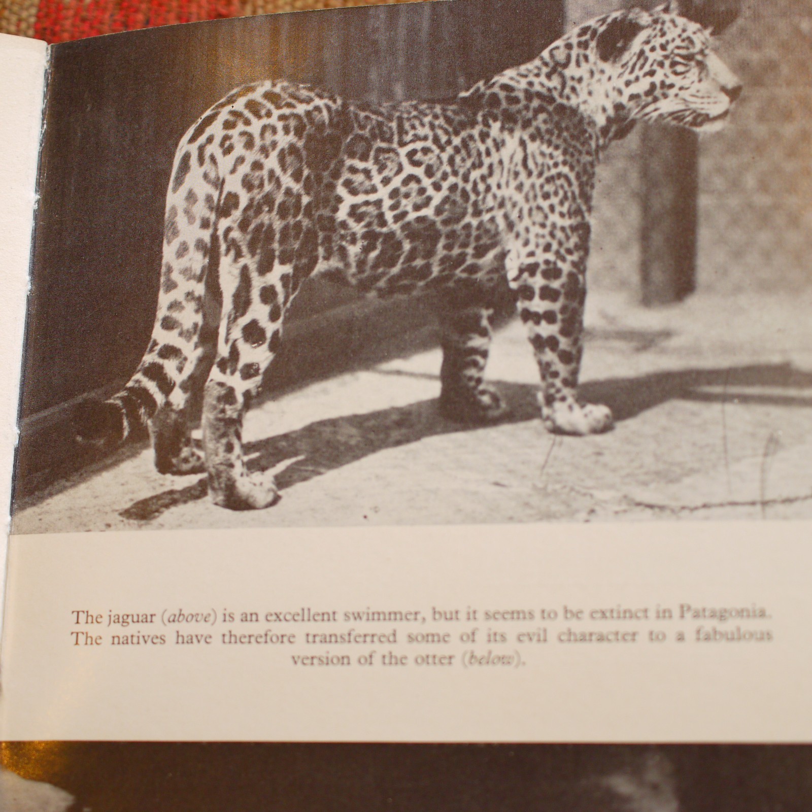 * Rare In D/J * On The Track of Unknown Animals Bernard Heuvelmans 1st UK 1958