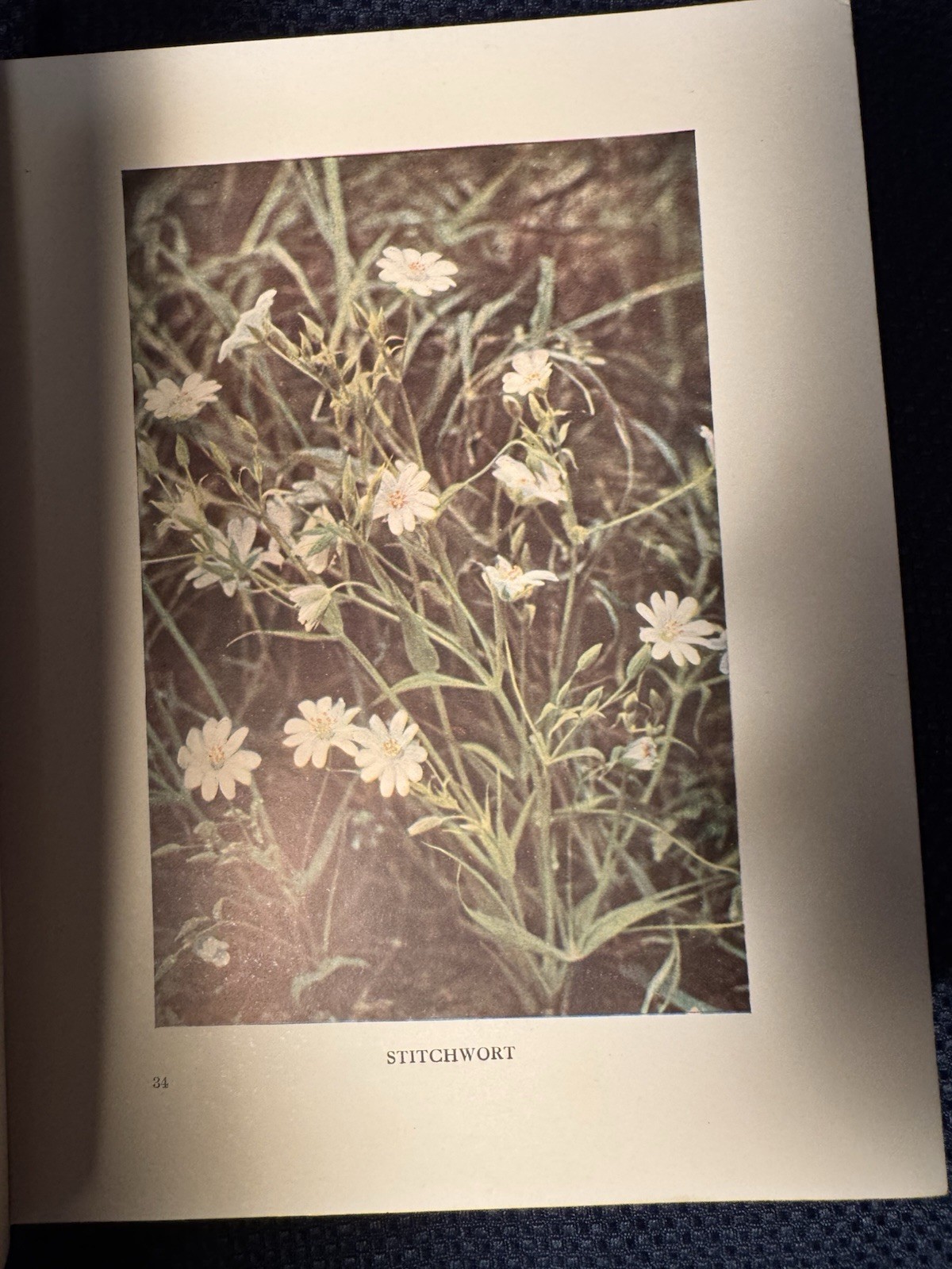 Antique Book “Wildflowers as they Grow”; Full of Color Photographs; 1912
