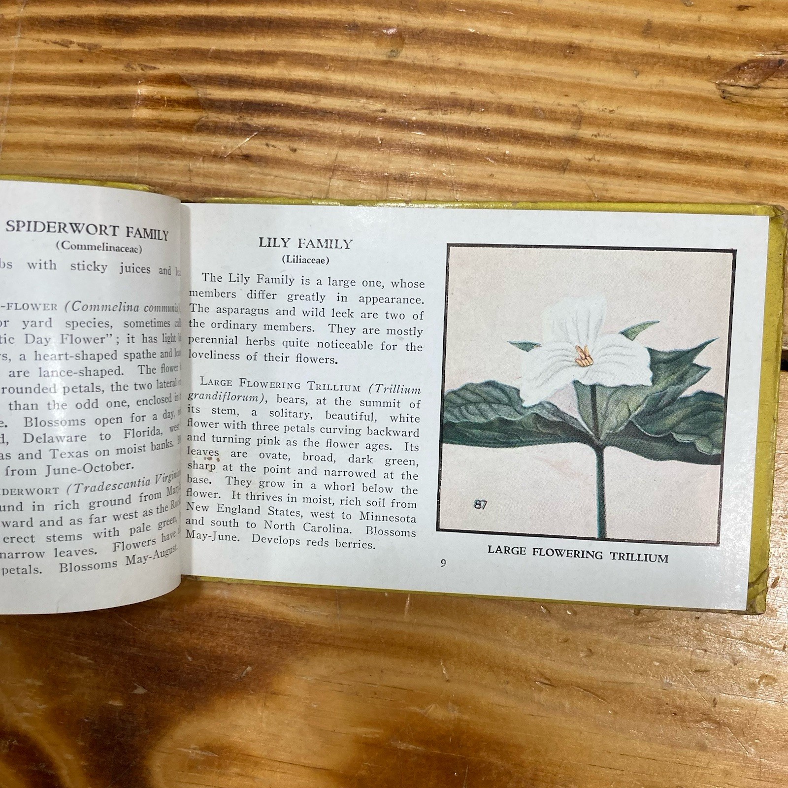 Vintage 1932 Whitman Pocket Book Field Guide Wild Flowers of America Jane Harvey