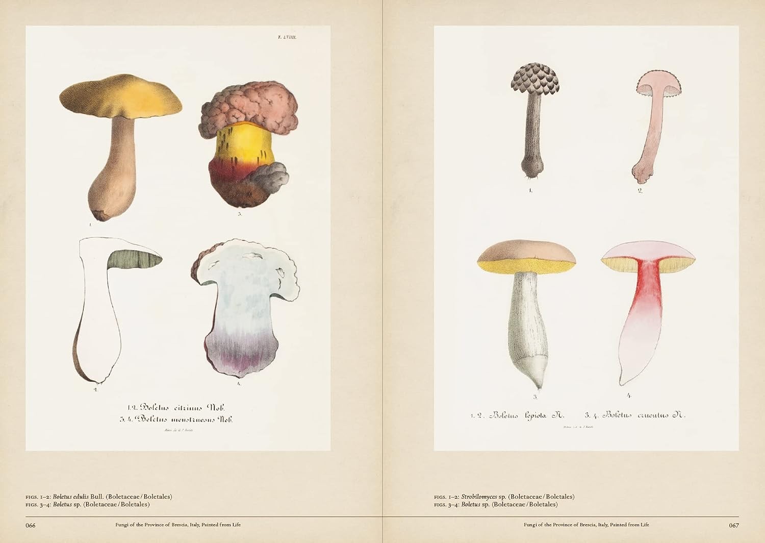 MUSHROOM BOTANICAL ART – French/Japanese – 1st Print 2014 – Mycology
