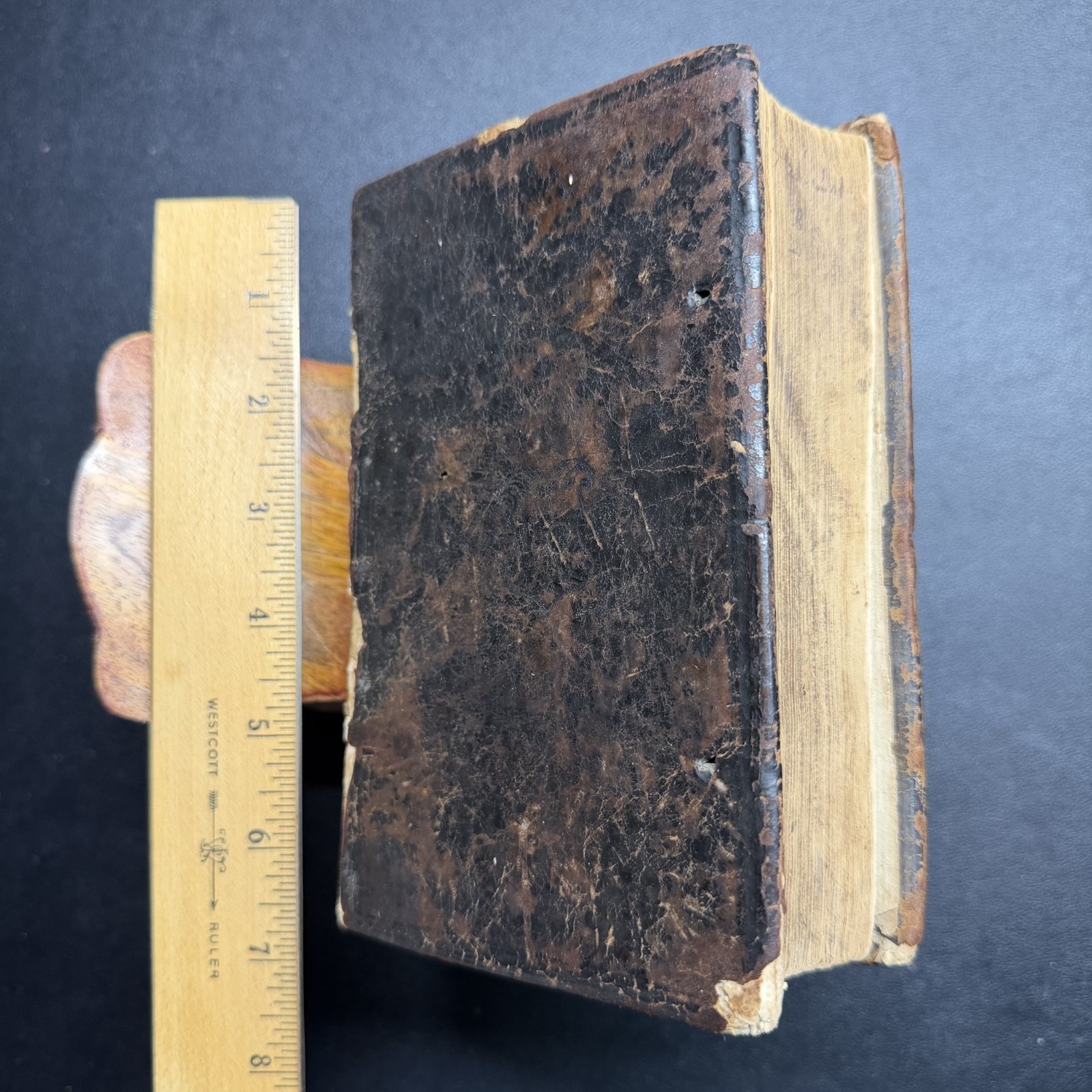1567 ✝️ Erasmus Novi Testamenti, Latin NT, 100+ Woodcuts, Rihel