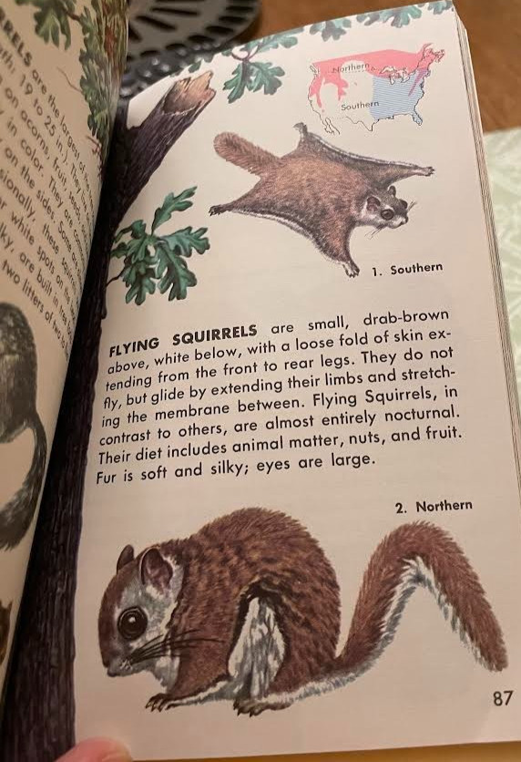 VINTAGE GUIDES TO FIELD IDENTIFICATION – 4 GOLDEN BOOKS – COLLECTORS!