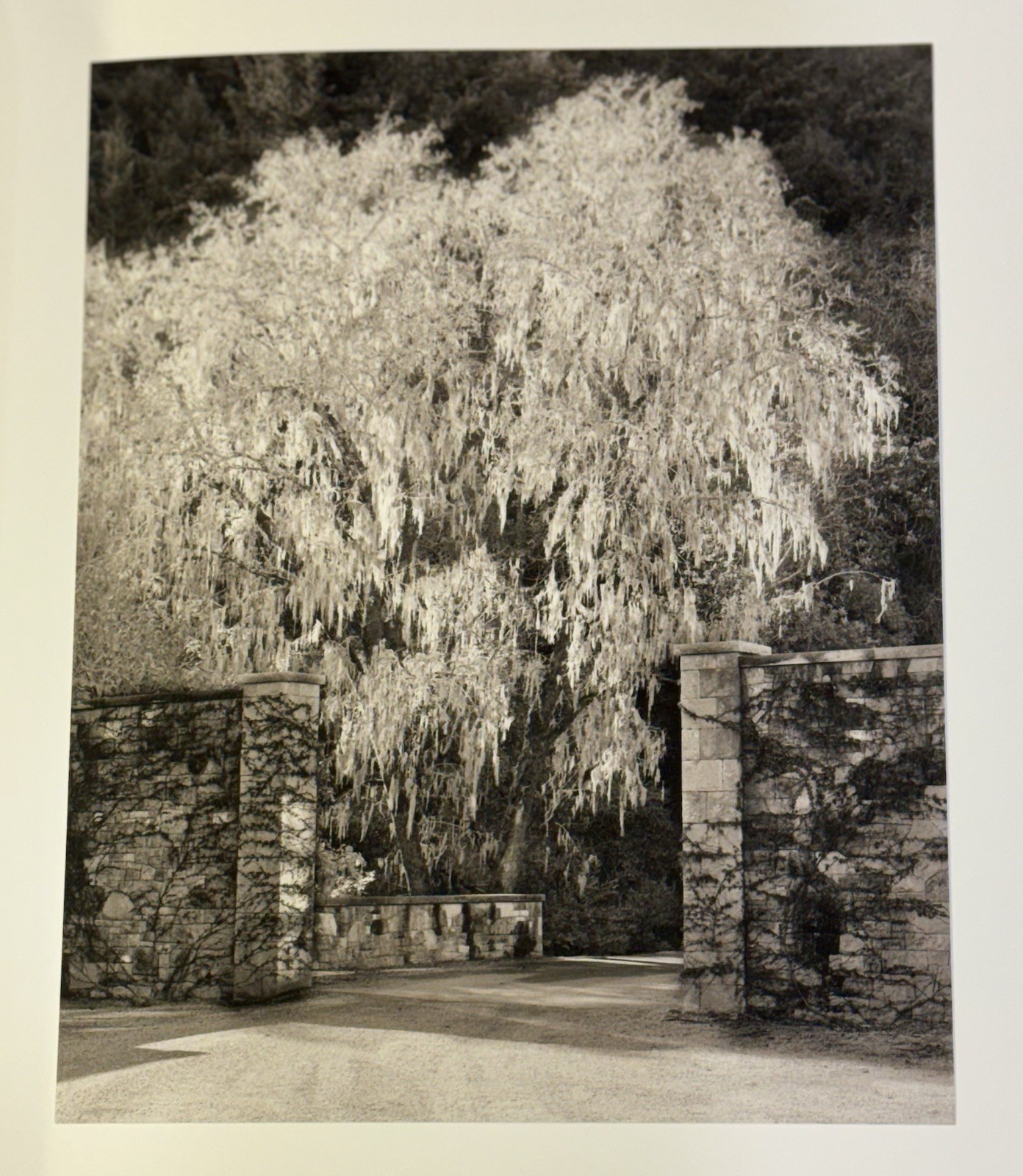 OBSERVATIONS FROM THE HILLSIDE – HARLAN ESTATE SIGNED LIMITED EDITION 76/250