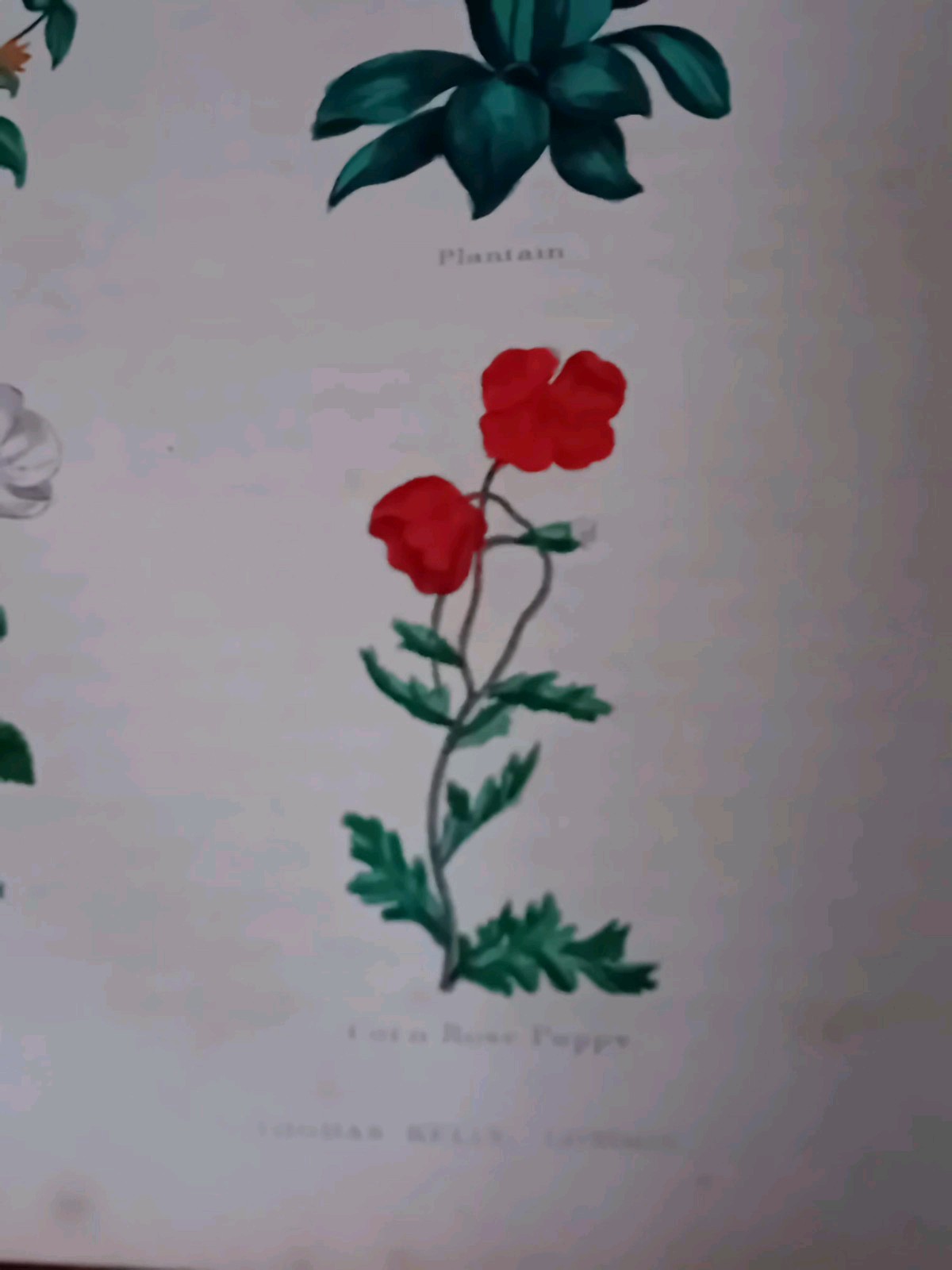 Nicholas Culpeper Complete Herbal Pub 1850 Thomas Kelly Colour Illus Leather HB