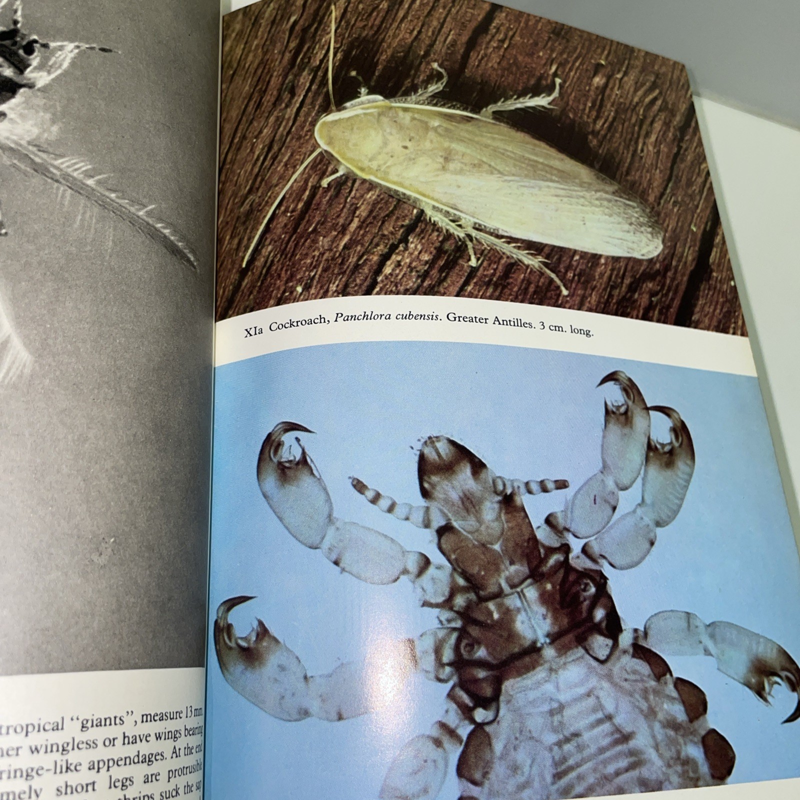 The Pictorial Encyclopedia Of Insects Stanek Vintage 1972 HC DJ