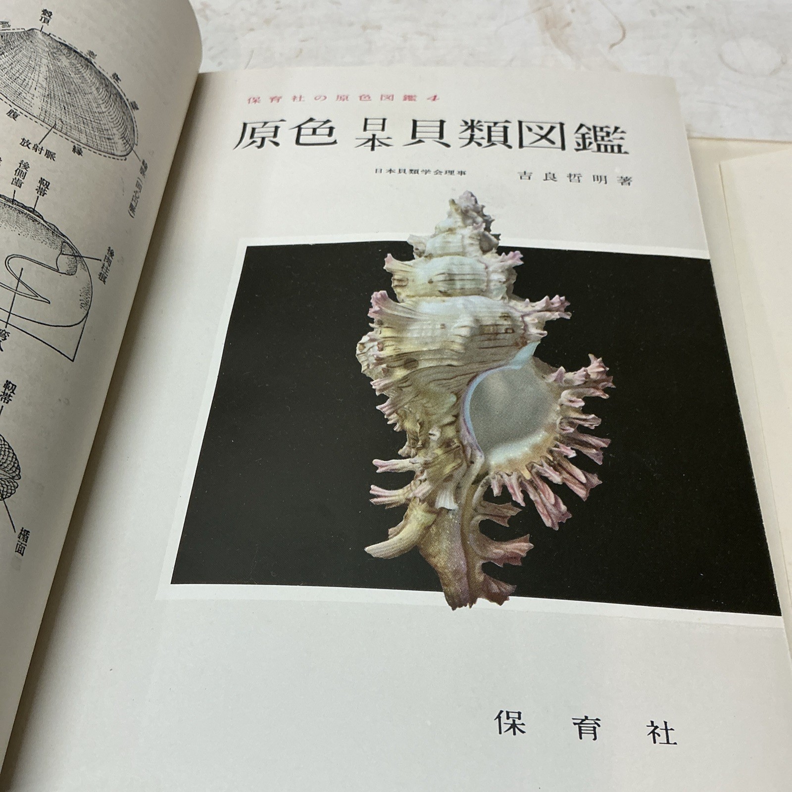 1955 Illustrated Color Guide To Japanese Shells With Slip Case/DJ In Japanese