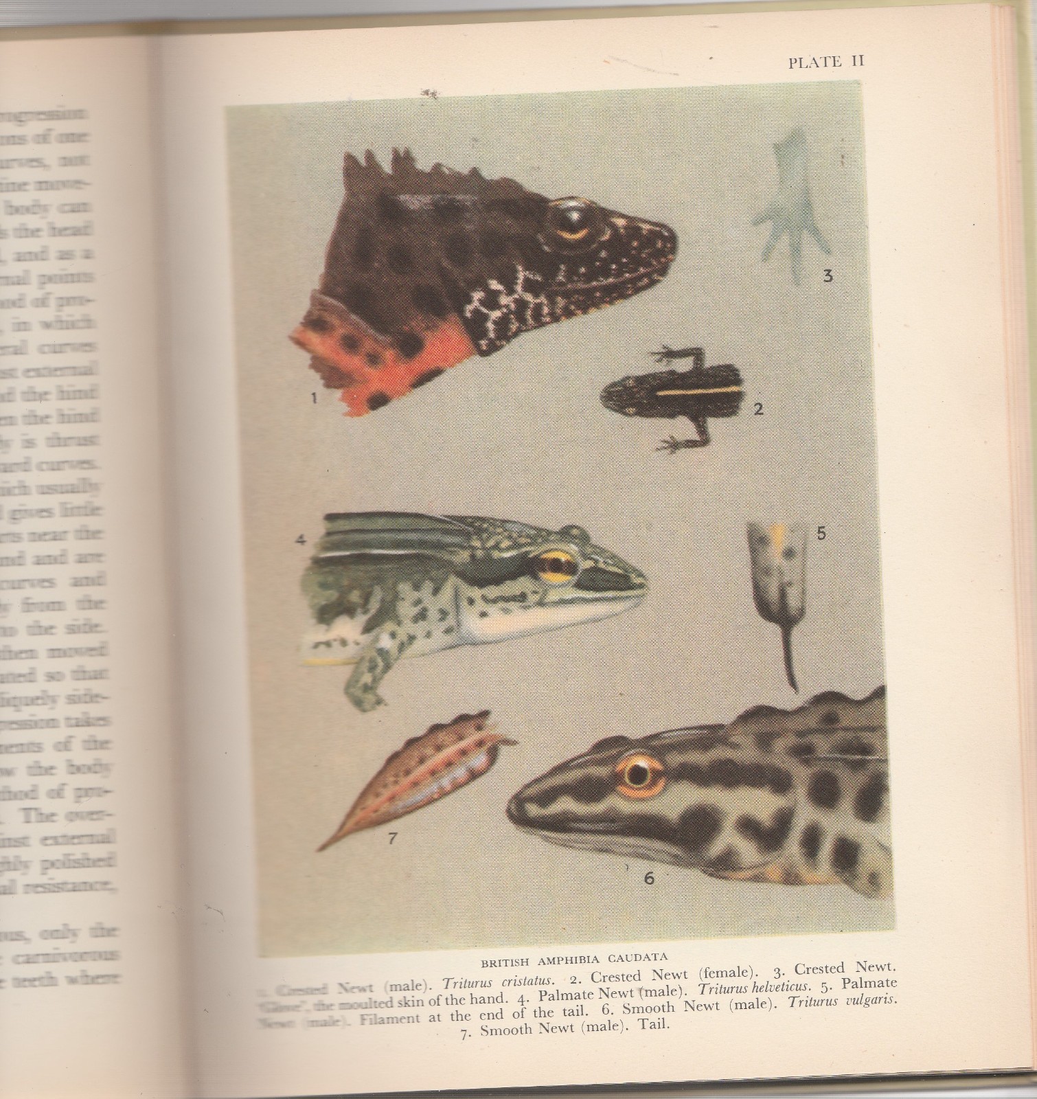 The British Amphibia and Reptiles L. Harrison Matthews 1952 Herpetology Snakes