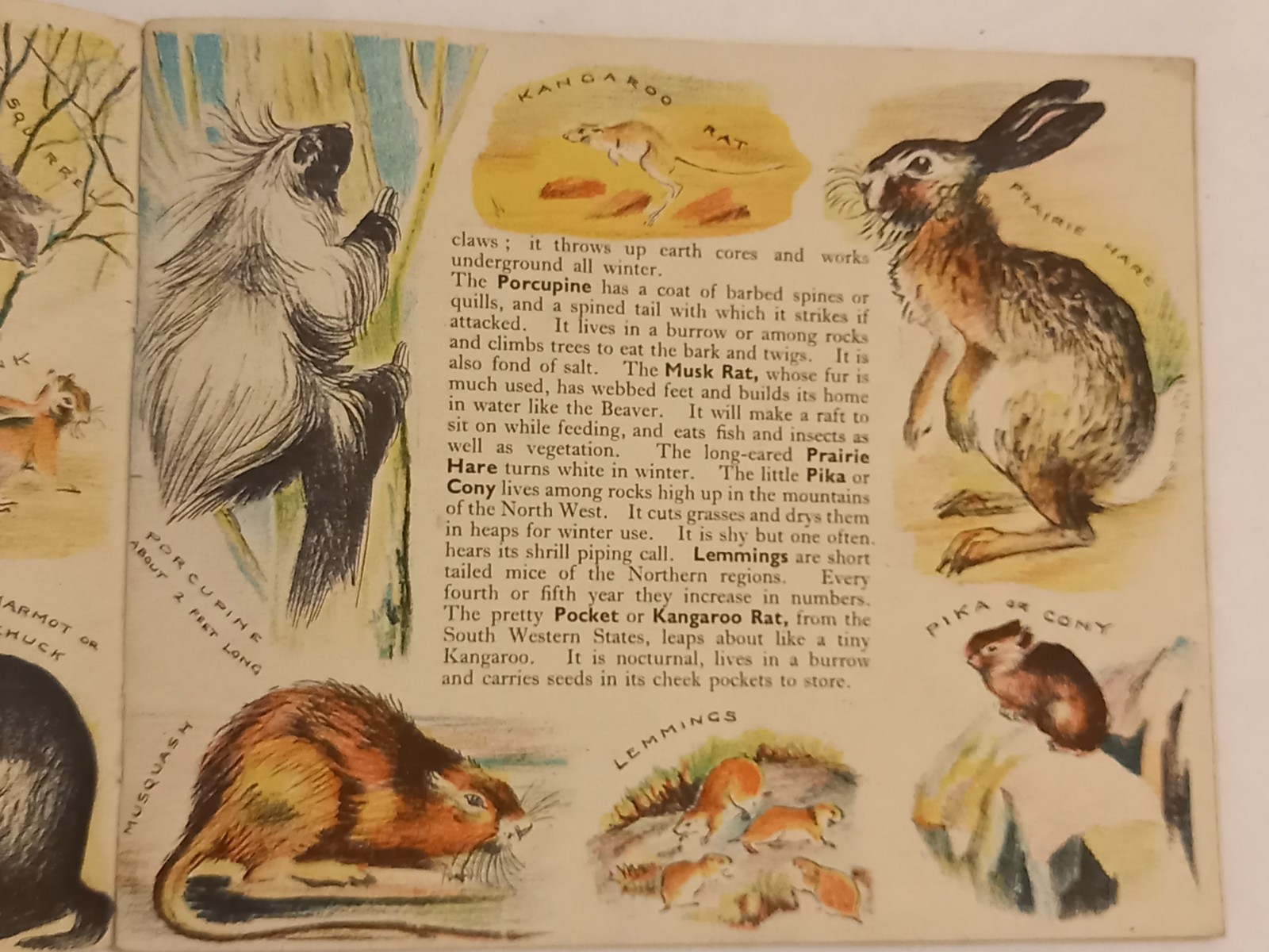 Vintage 1942 Animals Of North America Puffin Picture Book Arnrid Johnston 1st Ed