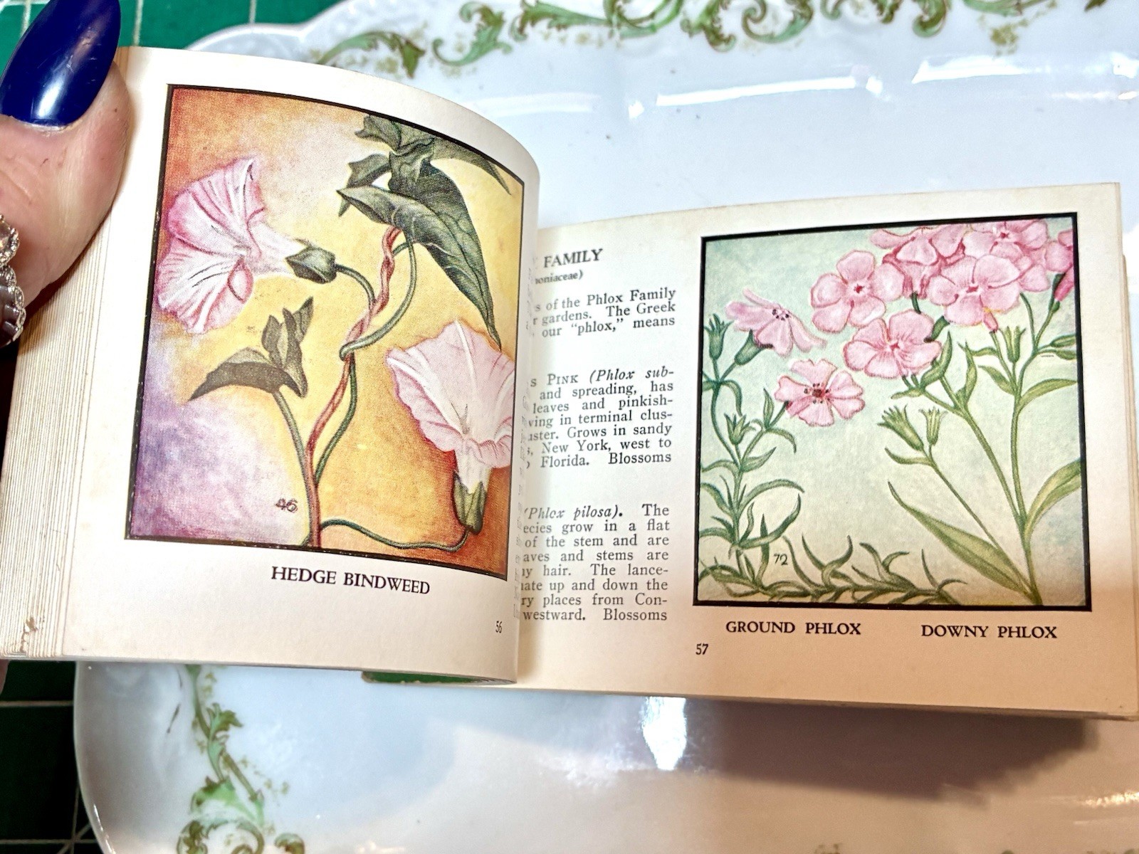 1932 Wild Flowers of America by Jane Harvey Booklet – Whitman Publishing Co.