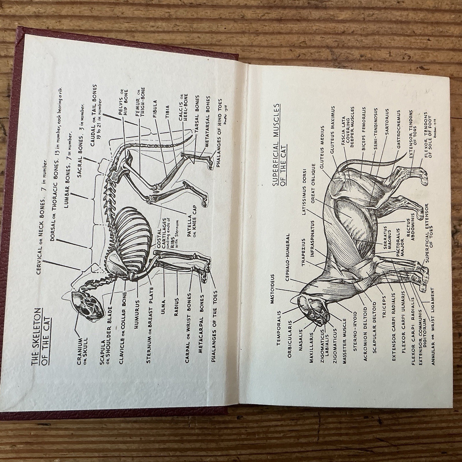 lot Of 2 THE OBSERVER’S BOOK OF CATS / TREES – Pocket Books Vintage Very Good