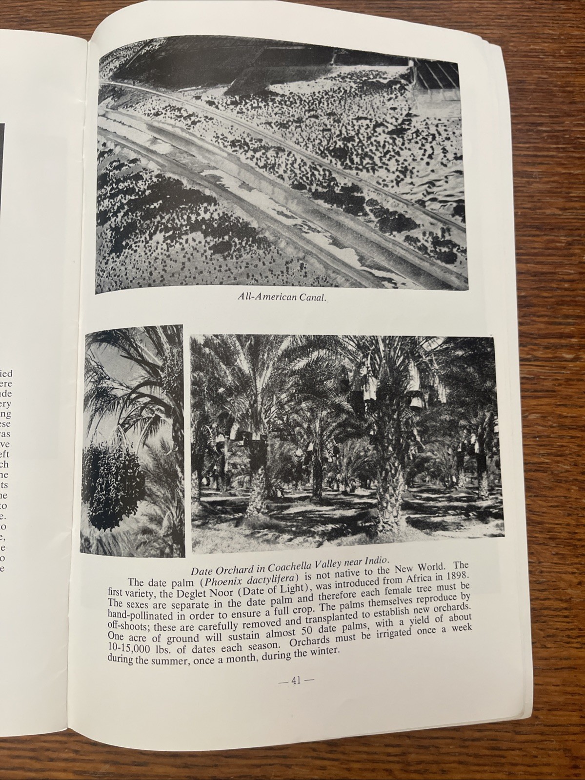 The Desert In Pictures by PALM SPRINGS DESERT MUSEUM Vintage Book