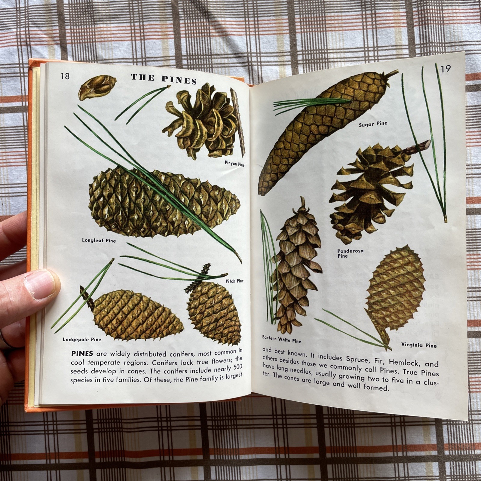Trees: A Golden Nature Guide to Familiar American Trees (1956 Vintage Ex-Lib HC)