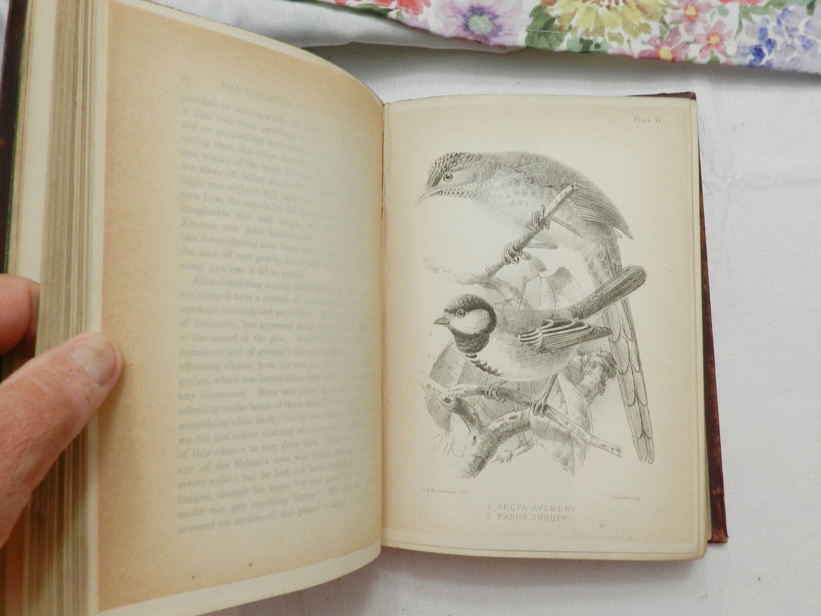 1888, The Unknown Horn of Africa An Exploration.. by FL James, HB 1st ILLUS MAP