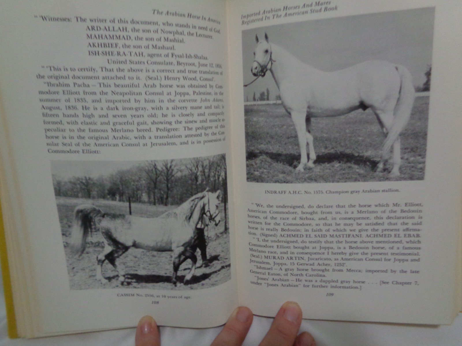 1st Arco Printing Arabian Horse in America History Conn Original Dustcover