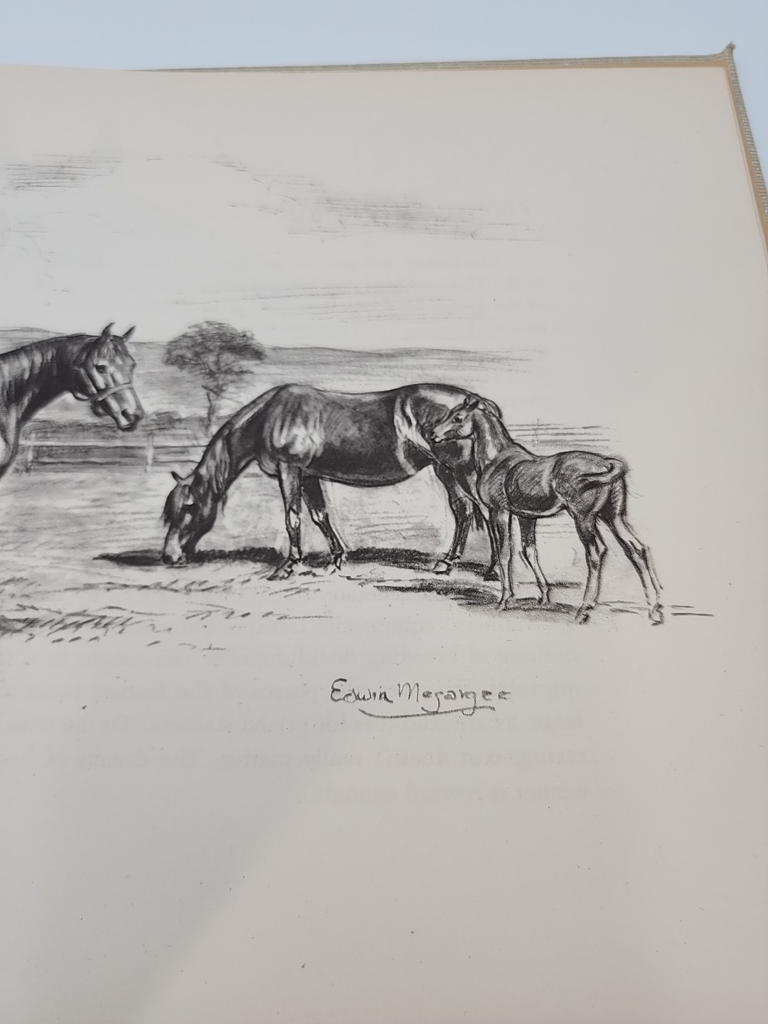 Vintage 1946 Horses – Edwin Megargee Illustrated Oversized Volume Various Breeds