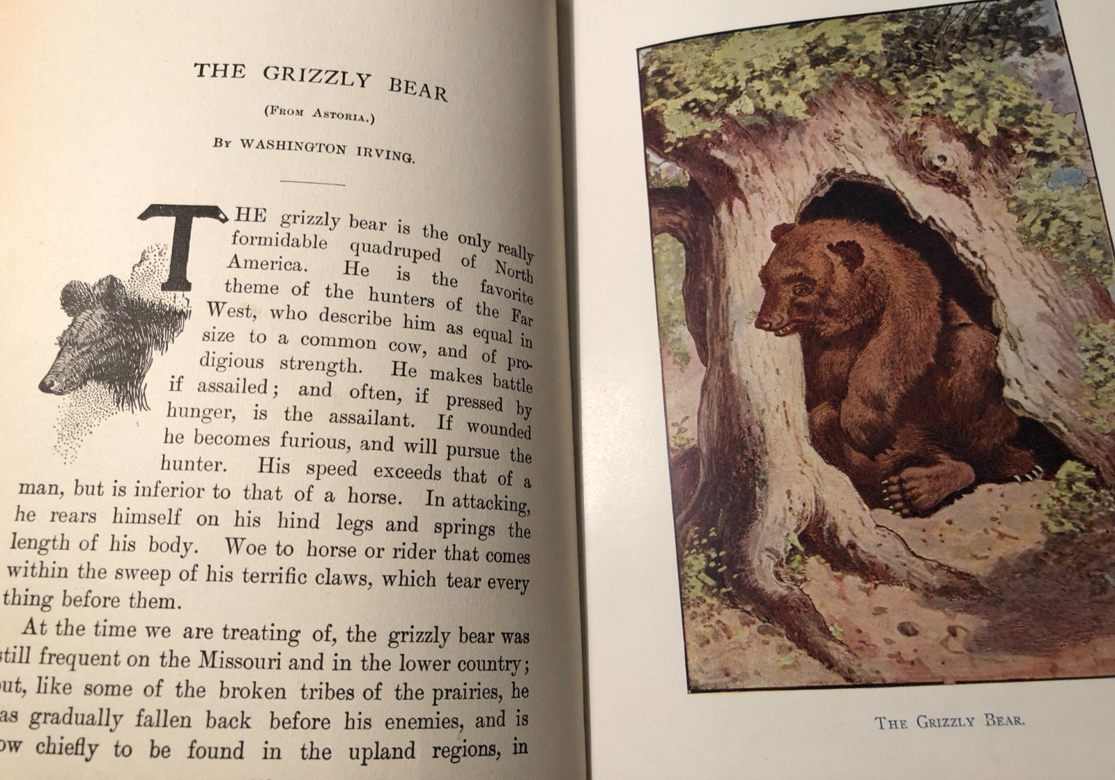 b The ANIMAL STORY BOOK by Ernest Thompson Seton 1902 Hall & Locke Young Folks