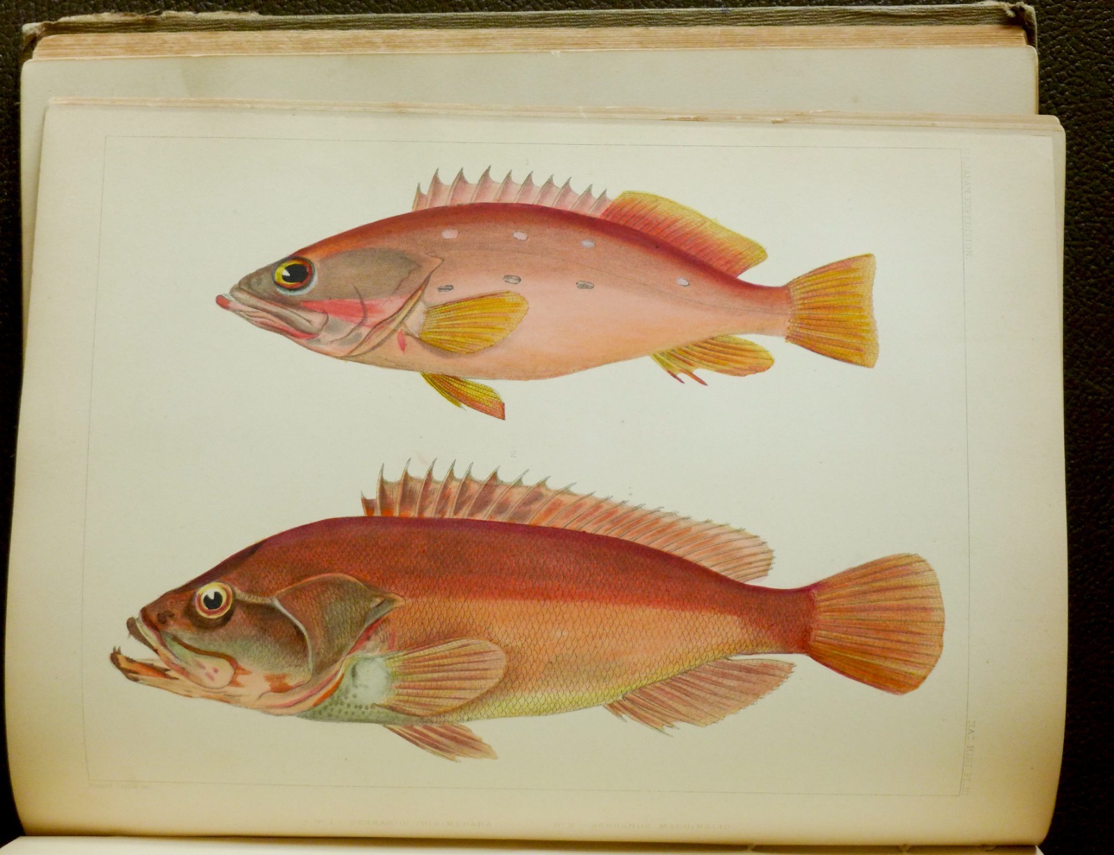 1856 1st Edition. Perry’s Expedition to Japan and the China Vol 2