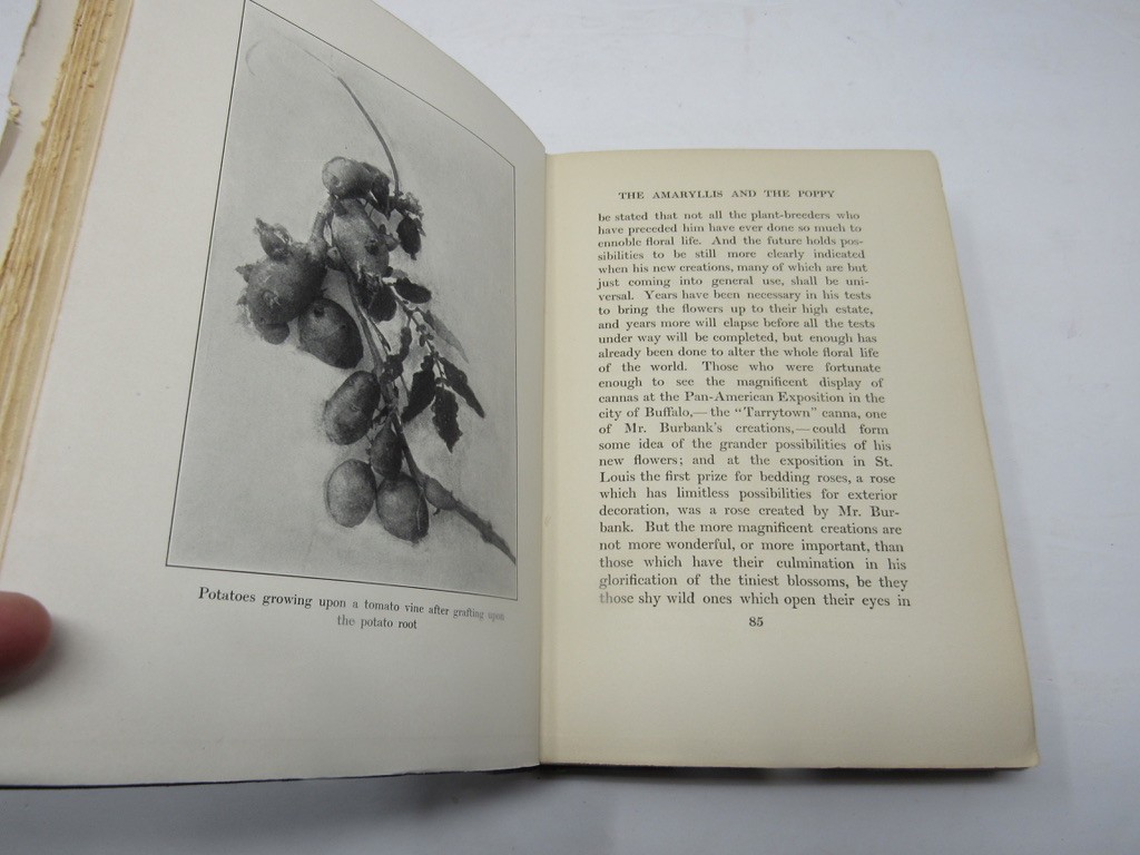 New Creation in Plant Life 1905 Luther Burbank Life & Works Botany Hoticulture