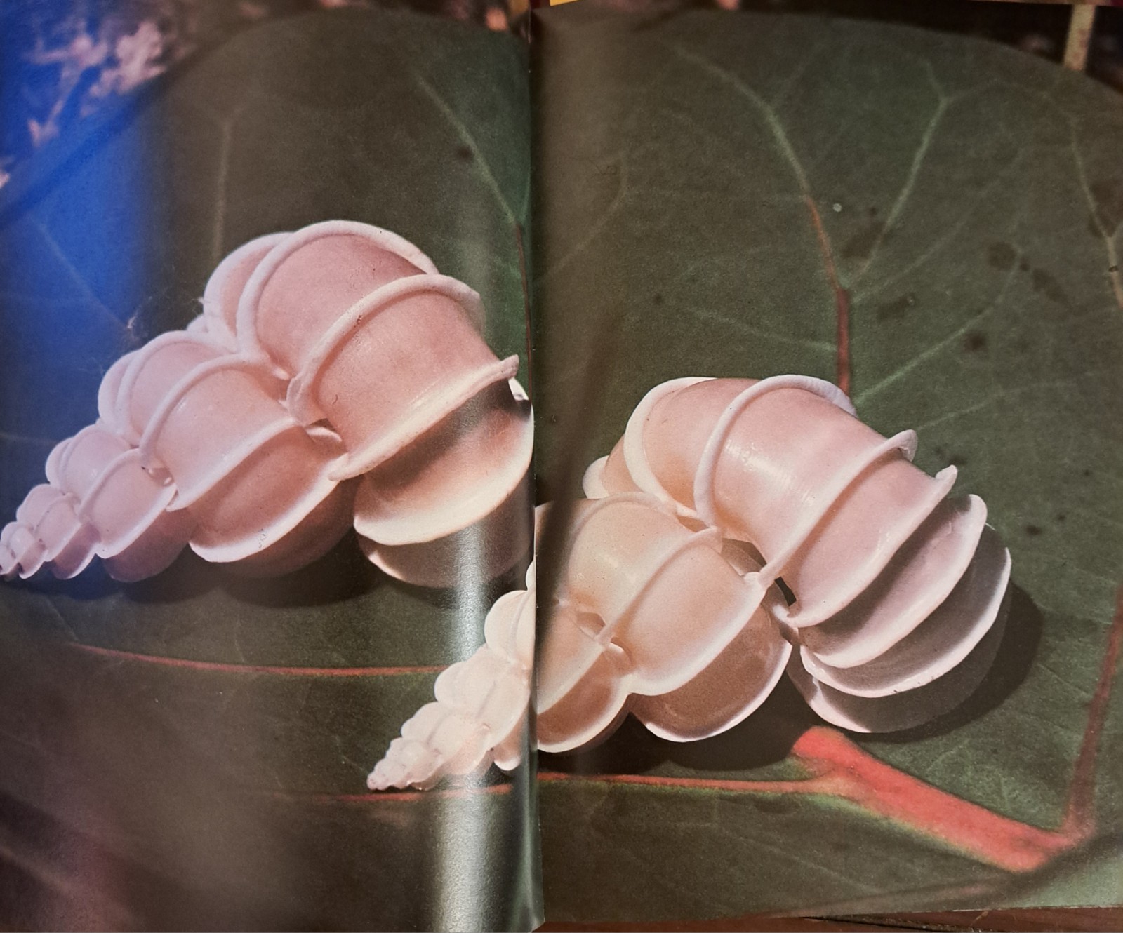 Shells: Treasures from the Sea By James A. Cox, Hardcover