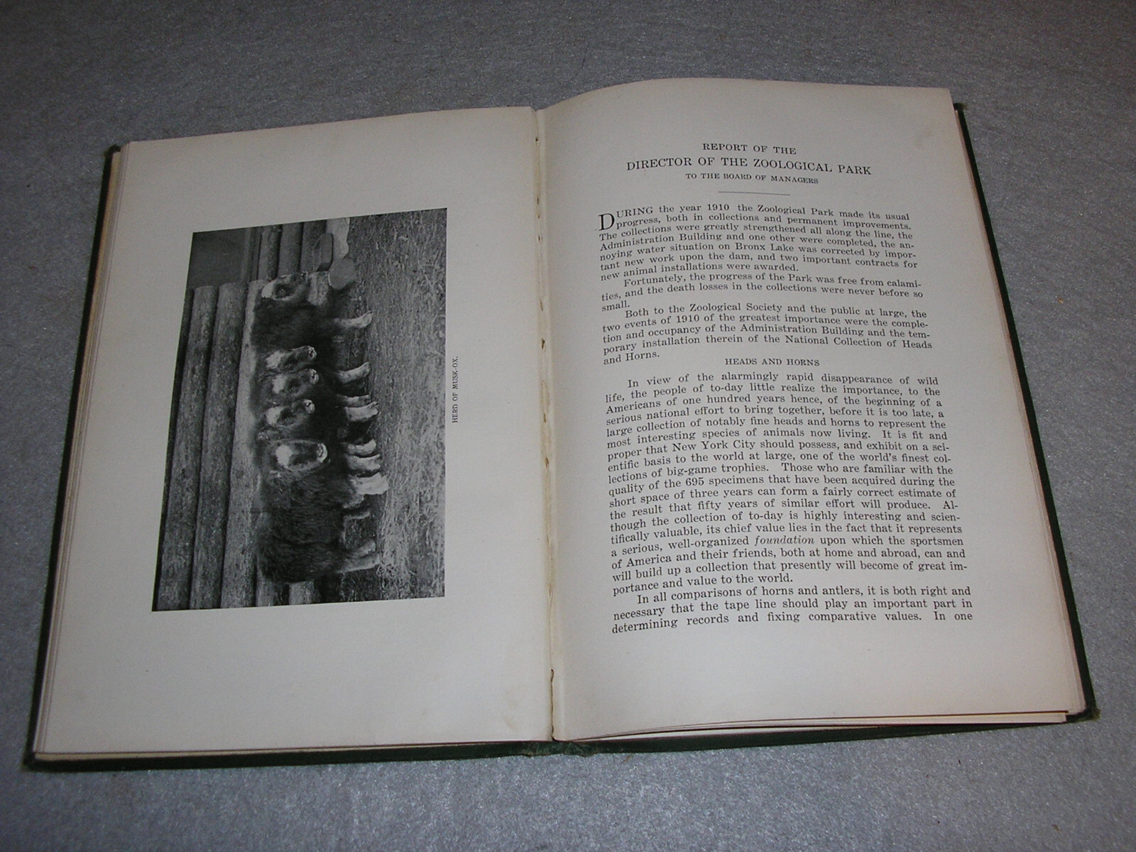 Antique Zoology Book New York NY Zoological Society Illustrated Zoo Report 1910