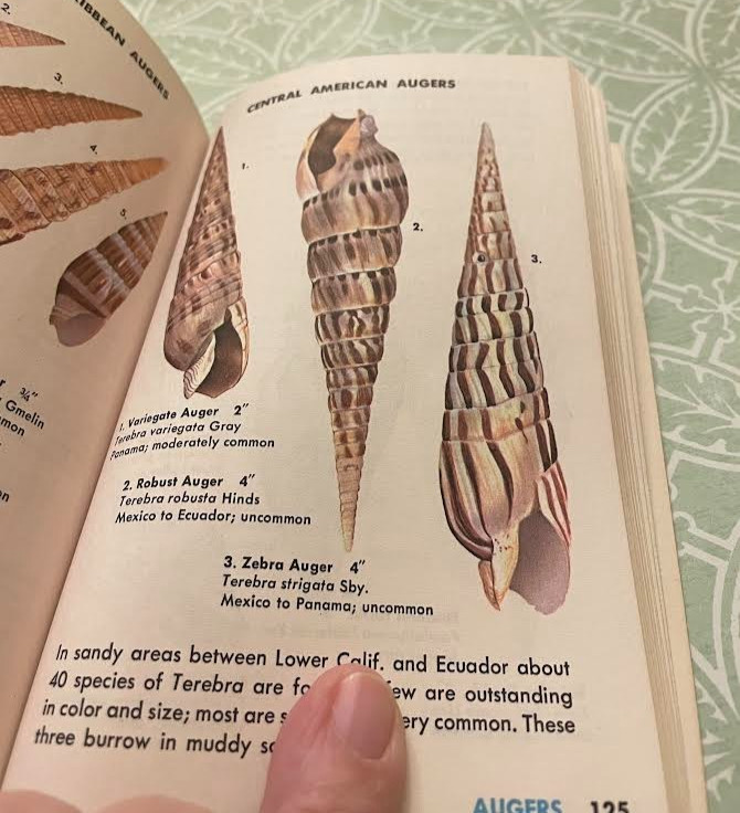 VINTAGE GUIDES TO FIELD IDENTIFICATION – 4 GOLDEN BOOKS – COLLECTORS!