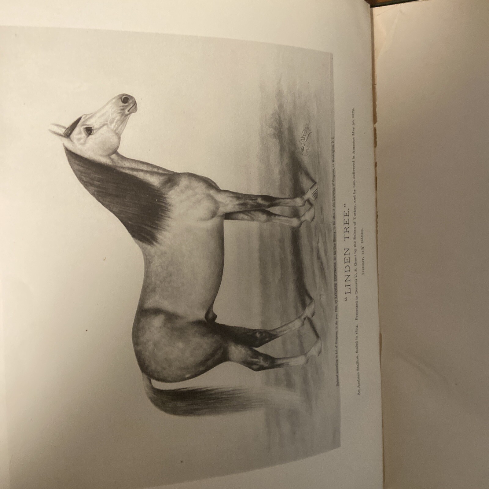 Scarce 1885 History in Brief; General Grant’s Arabian Horses
