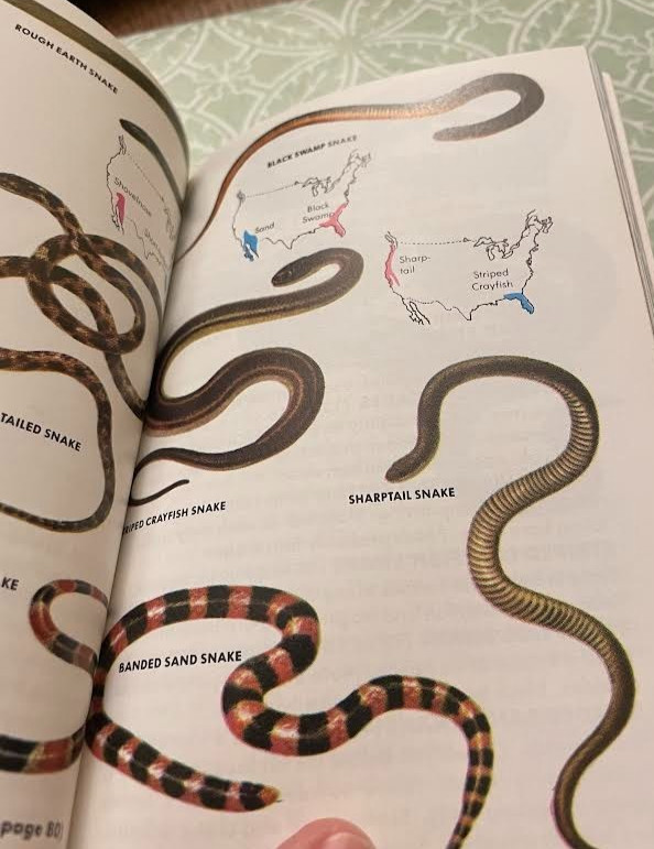 VINTAGE GUIDES TO FIELD IDENTIFICATION – 4 GOLDEN BOOKS – COLLECTORS!