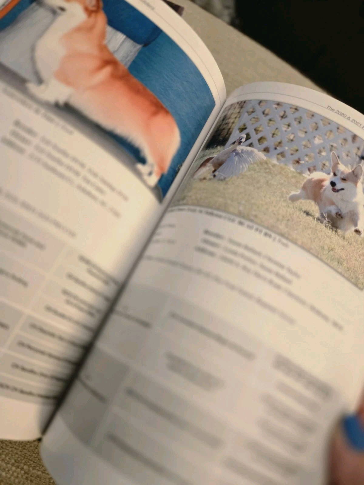 Pembroke Welsh Corgis In America Hardcover 2020 & 2021 PWCCA Handbook Club