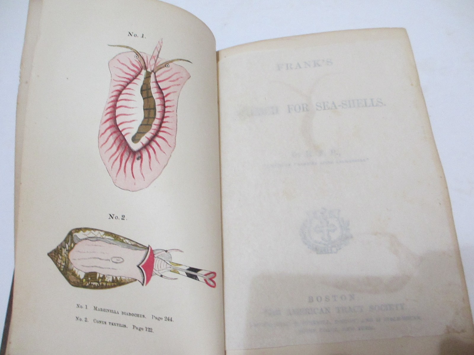 RARE 1866 ANTIQUE BOOK SEA SHELLS FRANK’S SEARCH FOR CONCHOLOGY STUDY ENG PLATES