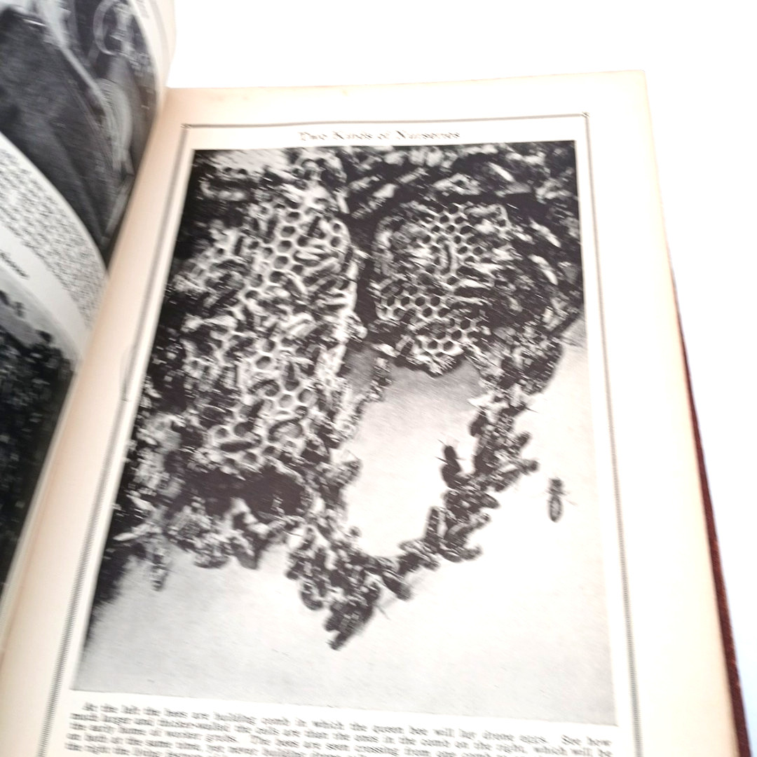 Pictured Knowledge Foundation Unit Science Nature World Helpers 2 book VTG 1939