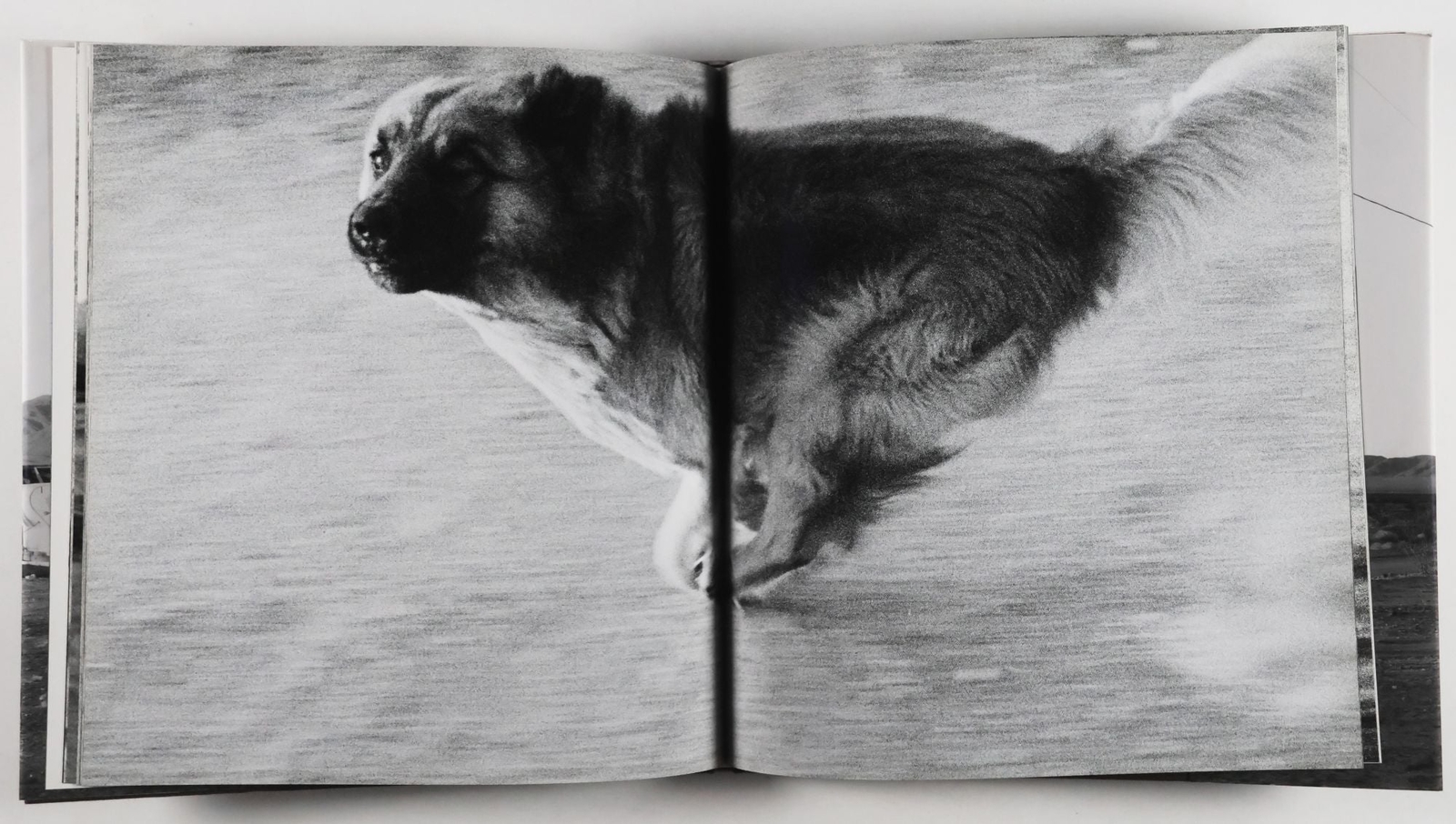 John Divola / Dogs Chasing My Car In The Desert INSCRIBED 1st Edition 2004