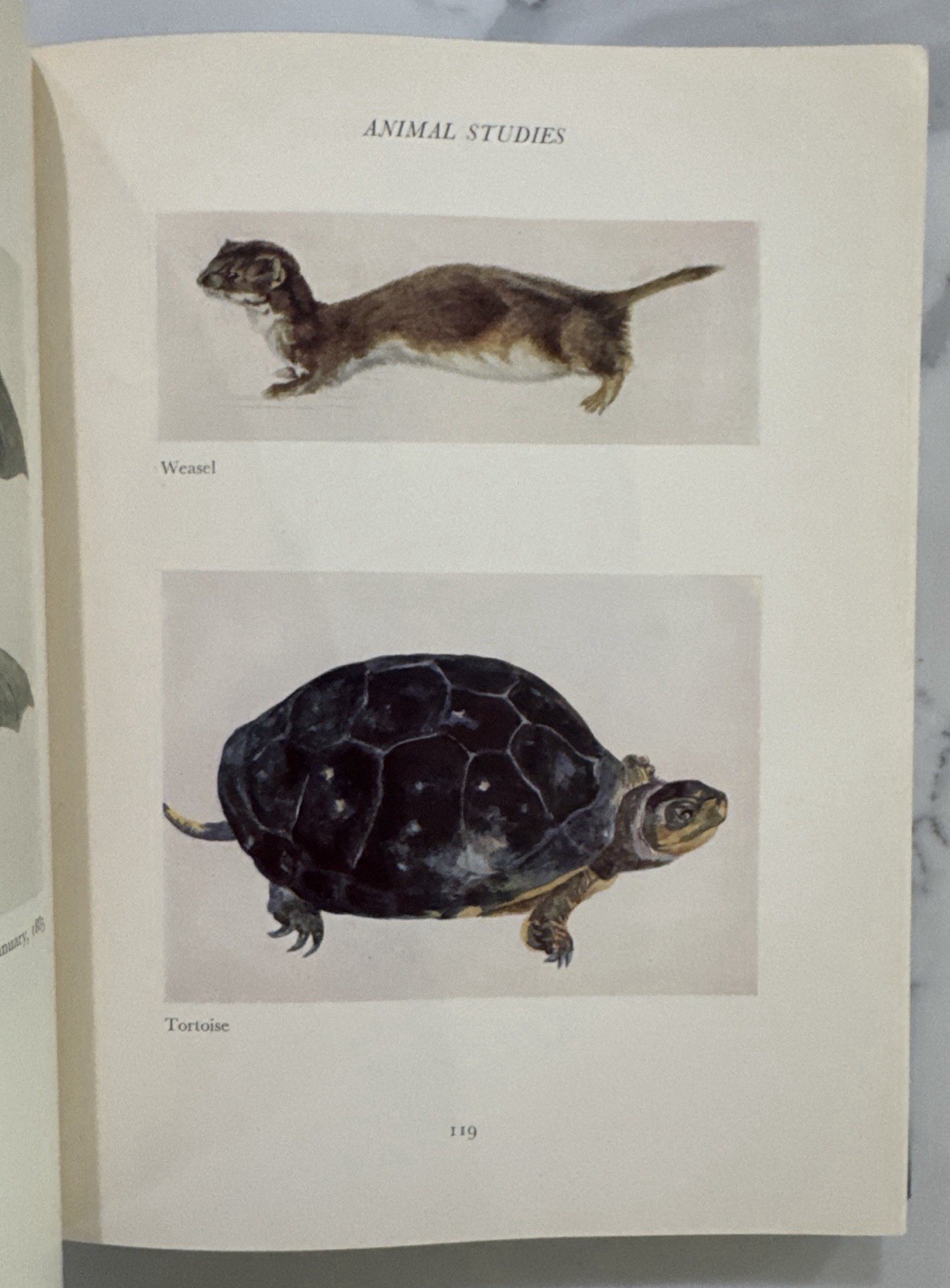 The Art of Beatrix Potter (Frederick Warne, Hardcover, Second Edition, 1956)