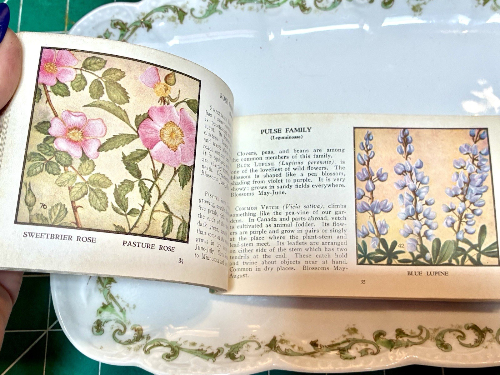 1932 Wild Flowers of America by Jane Harvey Booklet – Whitman Publishing Co.